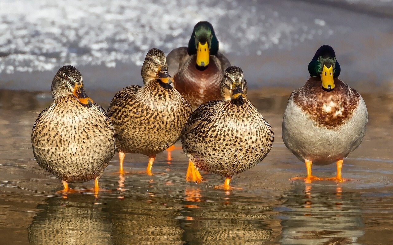 The Best Bird Watching Spots in Acadia National Park